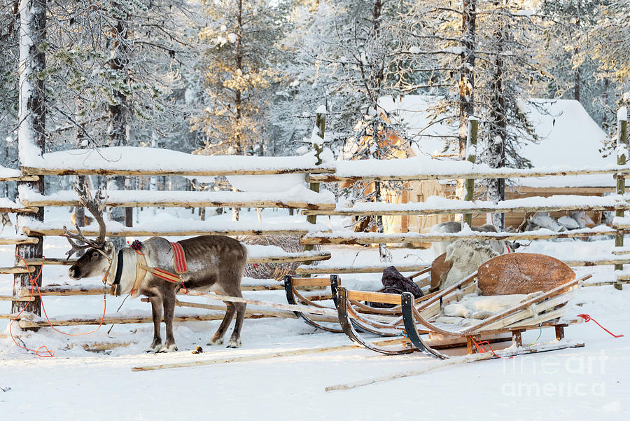 Santas reindeer sleigh Photograph by Delphimages Photo Creations
