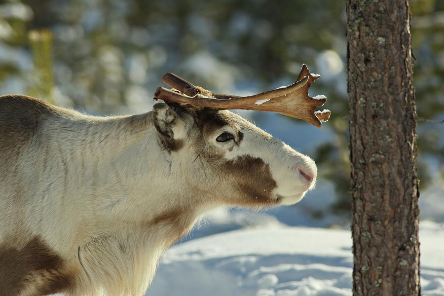 Reindeer sniffing at a tree trunk Photograph by Intensivelight