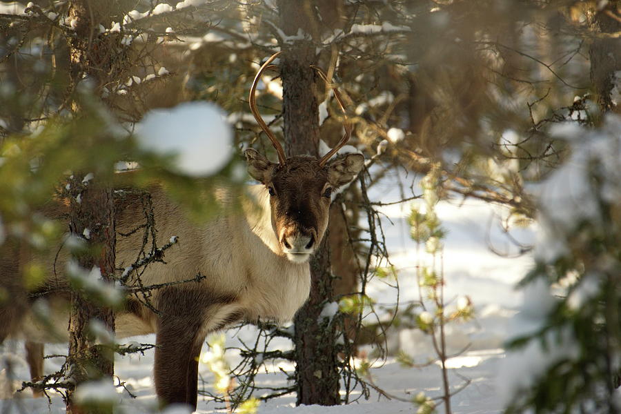 Reindeer standing in a sunny winter forest Photograph by Intensivelight