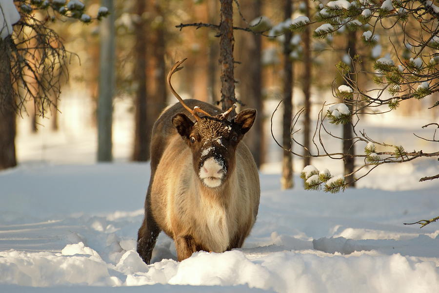 Reindeer standing in deep snow, facing the camera Photograph by Intensivelight