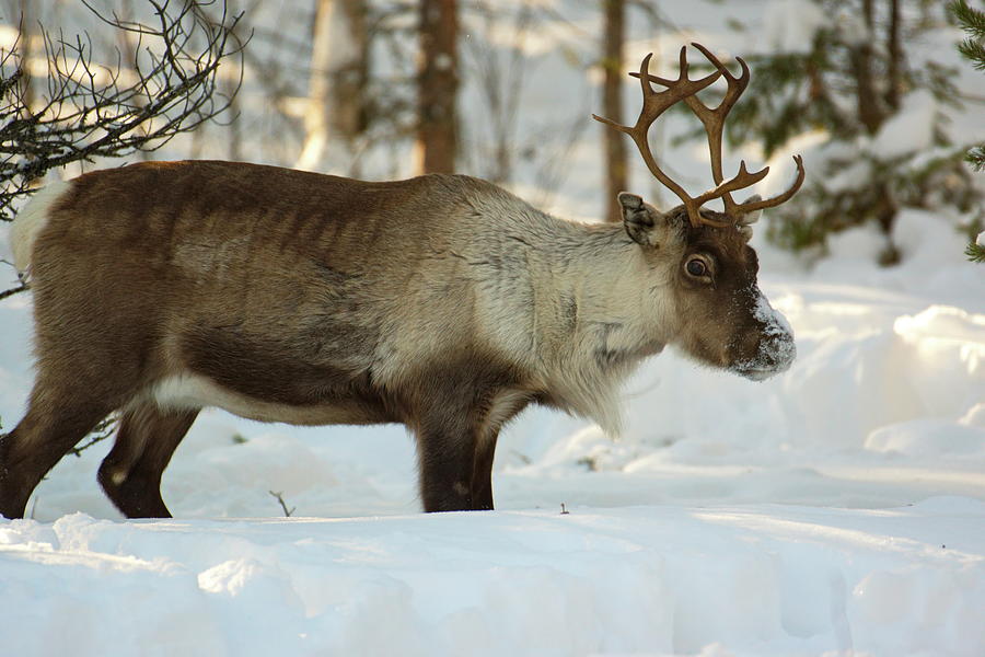 Reindeer Standing In Deep Snow Photograph