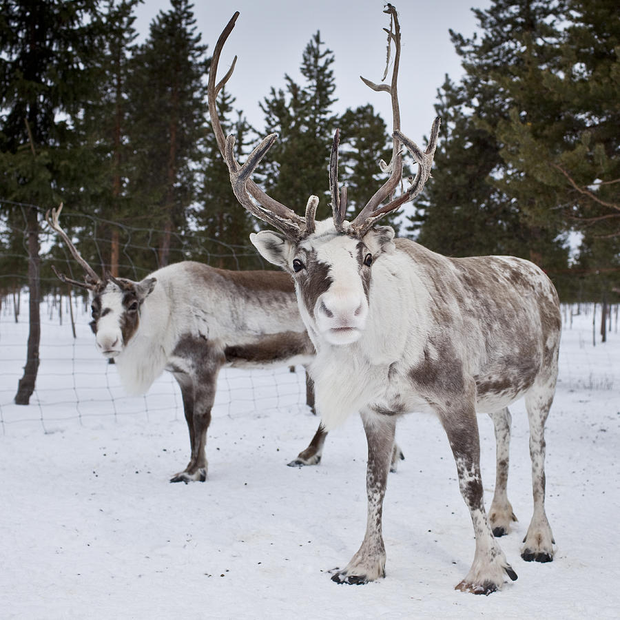 Reindeer, Sweden Photograph by Arctic-images