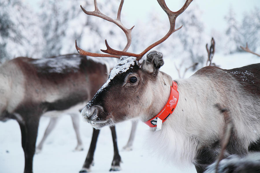 Reindeer Wearing Orange Collar Photograph by Johner Images