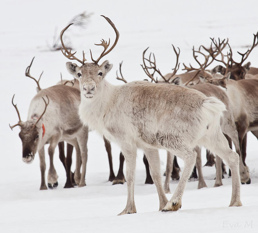 Reindeer With Antlers Photograph by Eva Mårtensson