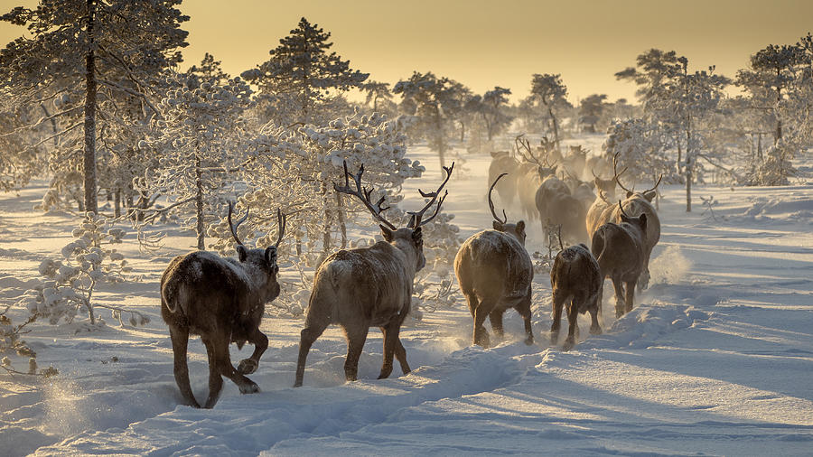 Animal Photograph - Reindeers Hunting by Marcel Rebro