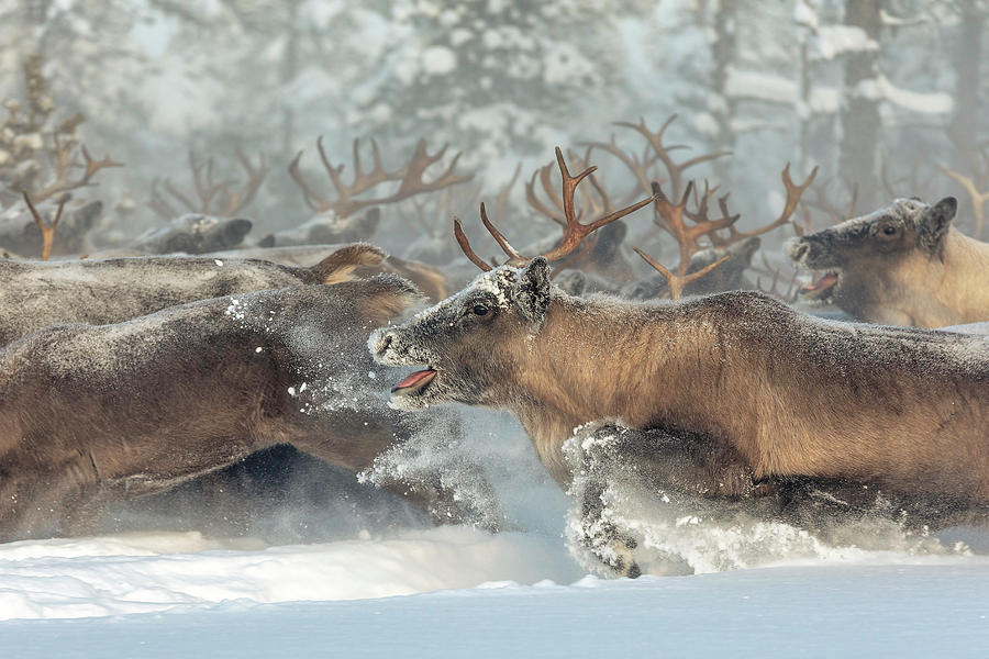 Reindeers IIi Photograph by Patrik Minar - Fine Art America