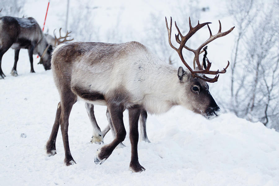 Reindeers In Norway Photograph by Wu Swee Ong
