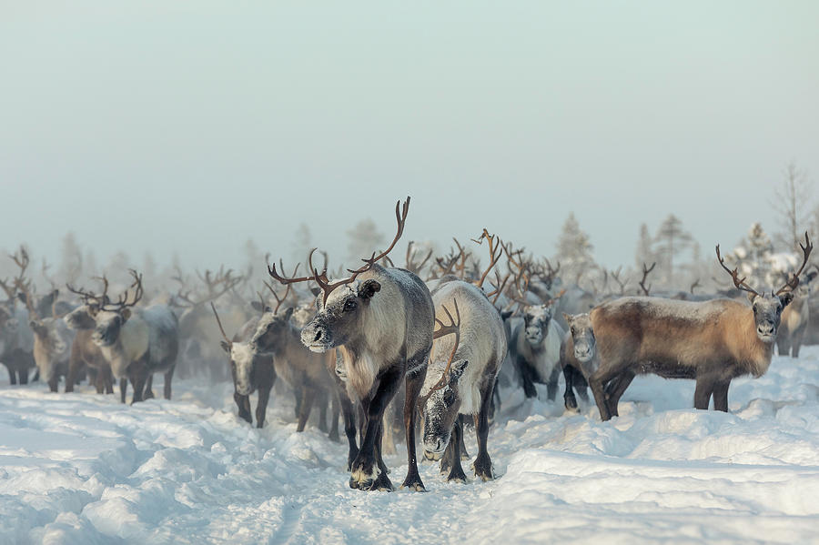 Animal Photograph - Reindeers by Patrik Minar