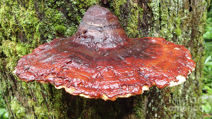 Reishi Mushroom in Joyce Kilmer Memorial Forest Photograph by David Oppenheimer
