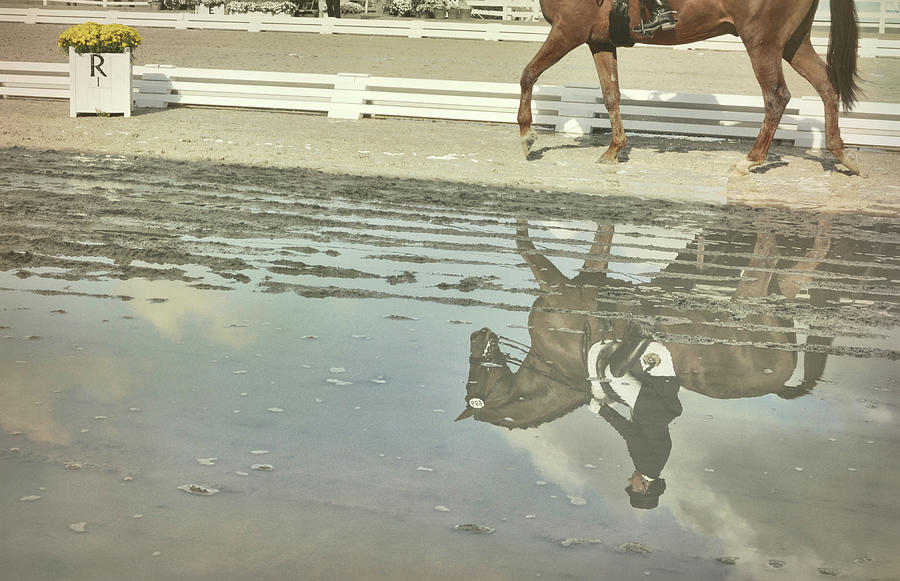 Relaxation Reflected Photograph by Dressage Design