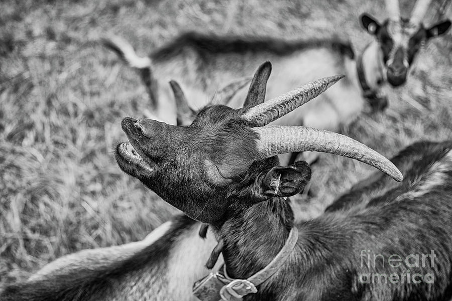 relaxed goat by Fabian Roessler relaxed goat by Fabian Roessler