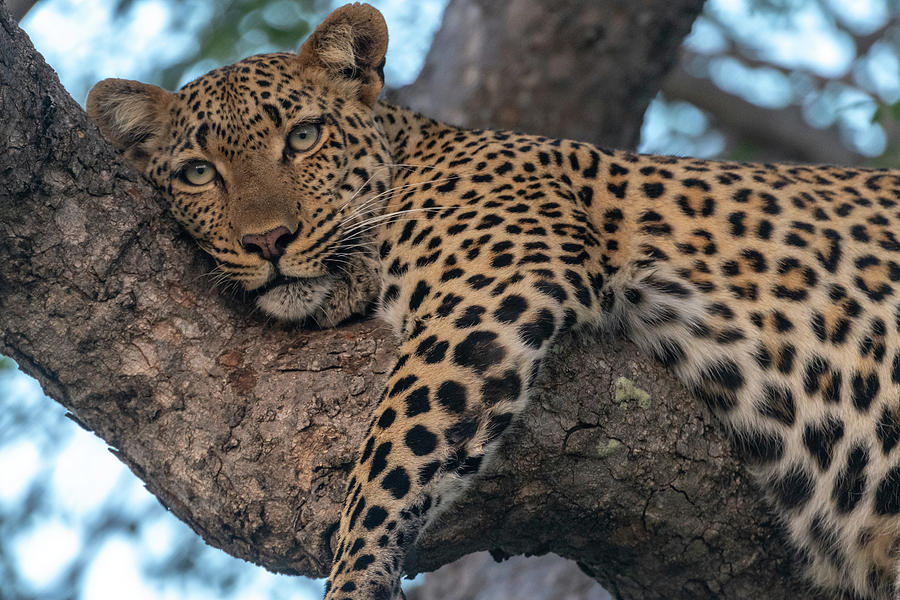 Relaxed Leopard Photograph by Mark Hunter