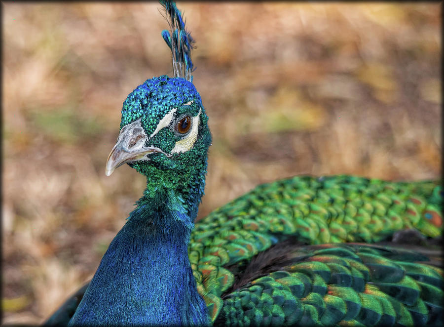 Relaxed Peacock Photograph