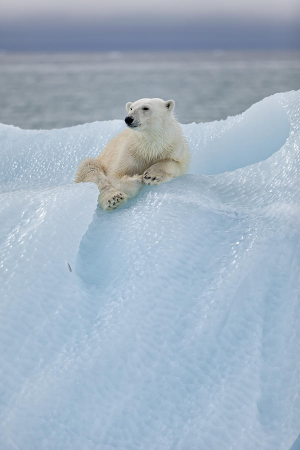 Bear Photograph - Relaxed Polar Bear by Joan Gil Raga
