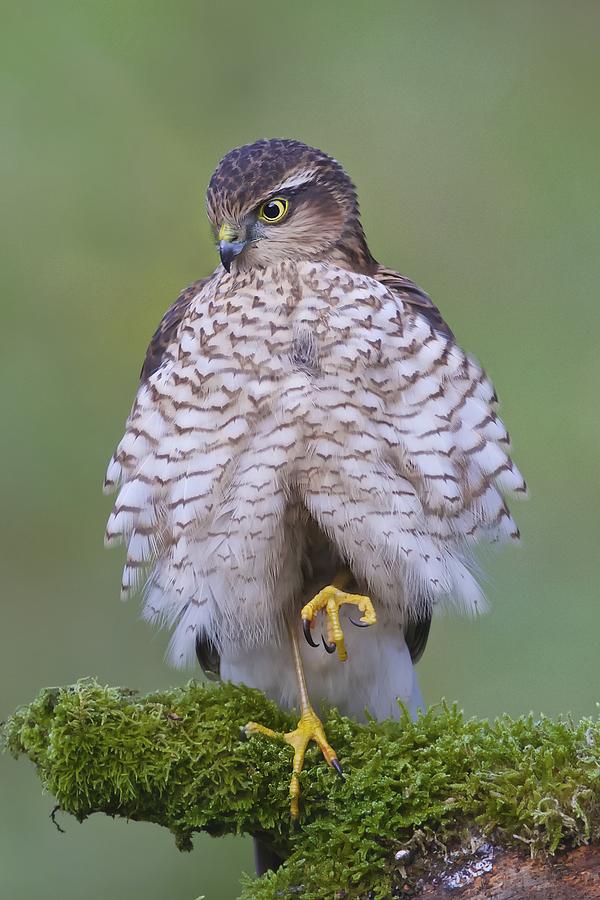 Hawk Photograph - Relaxed by Ray Cooper