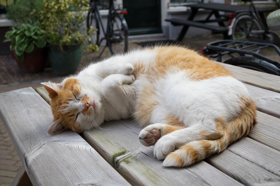 Relaxed Sleeping Red And White Cat Photograph by Pauliene Wessel PICTURE PARTNERS