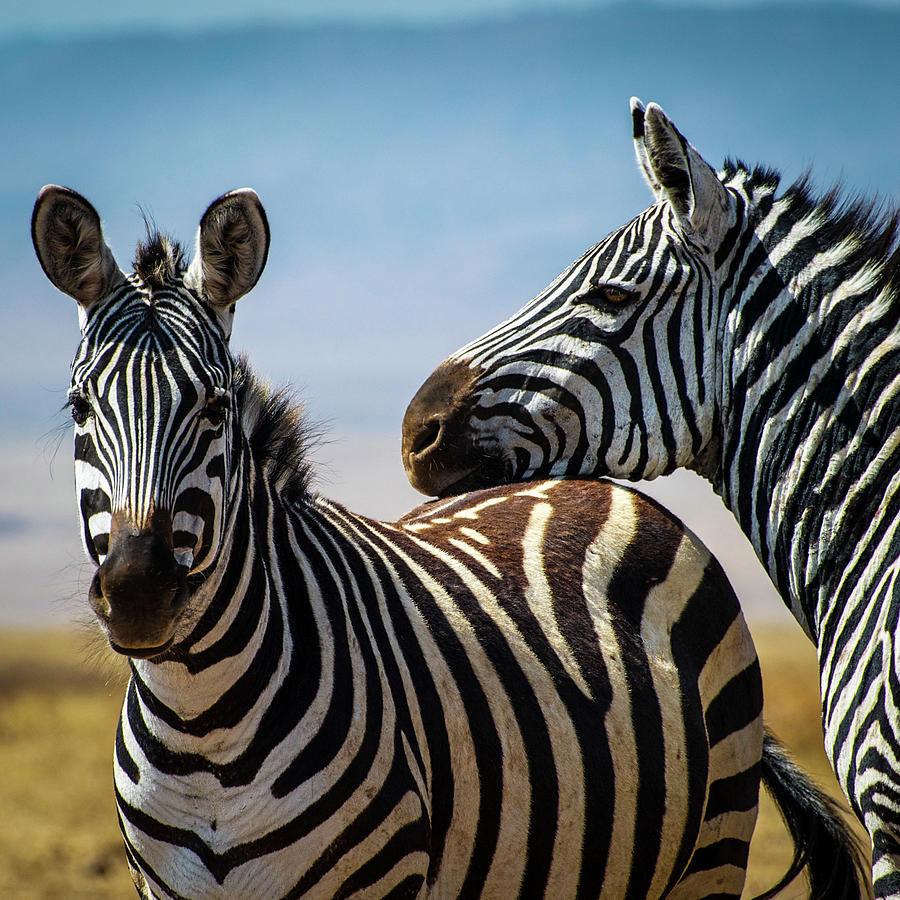 Relaxed Zebra Comrades Photograph by Tore Thiis Fjeld