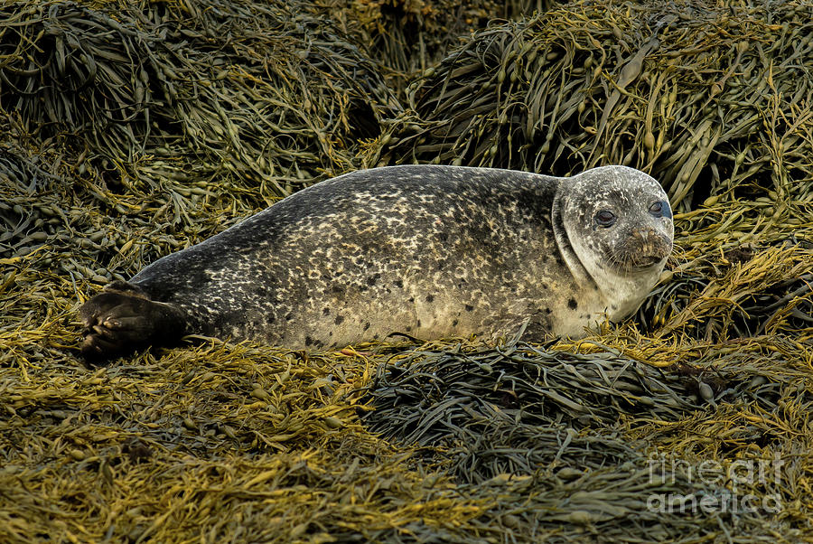 Relaxing Common Seal At The Coast Near Dunvegan Castle On The Isle Of Skye In Scotland Photograph by Andreas Berthold