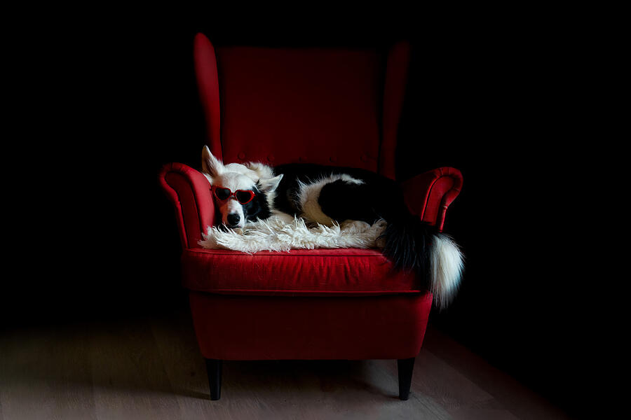 Animal Photograph - Relaxing Dog II by Andre J Fjrtoft