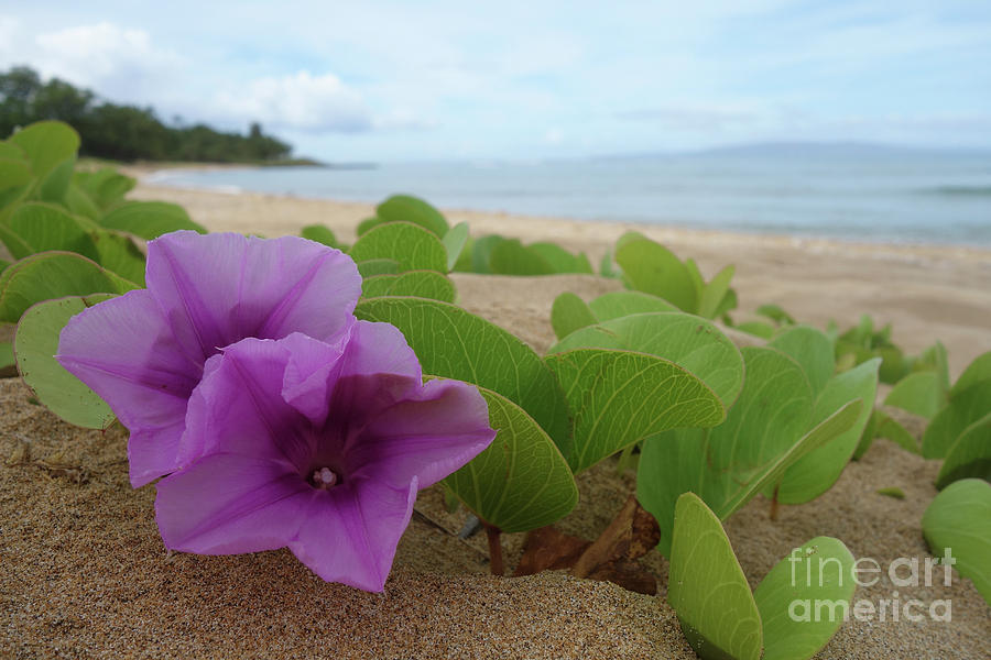 Relaxing Flowers in the Sand by Wilko Van de Kamp Relaxing Flowers in the Sand by Wilko Van de Kamp