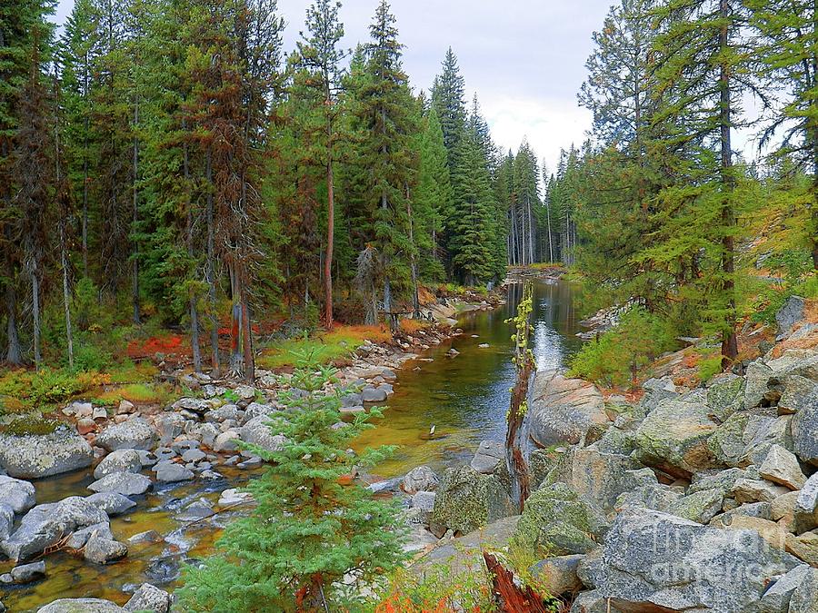 Relaxing October Nature Photography Payette National Forest Photograph ...