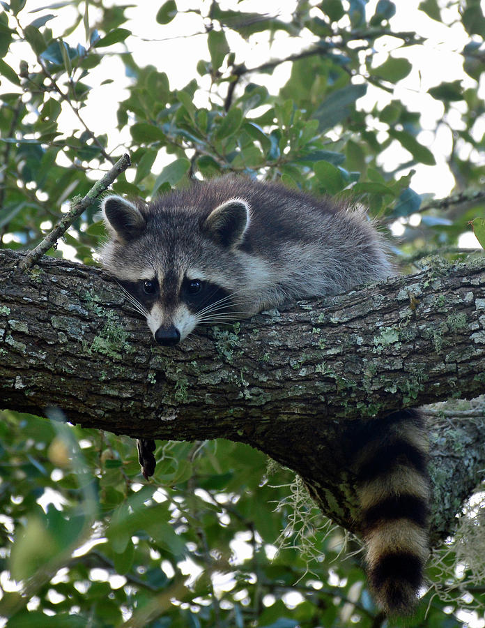 Relaxing Raccoon Photograph by Bruce Gourley