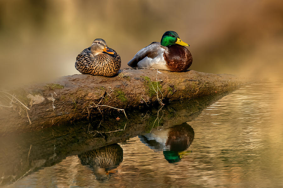 Duck Photograph - Relaxing Reflection by Jian Xu