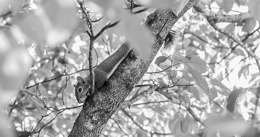Relaxing Squirrel in B/W Digital Art by Ed Stines