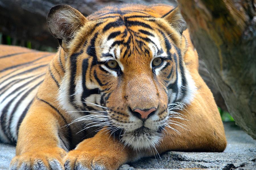 Wildlife Photograph - Relaxing Tiger by Richard Bryce and Family