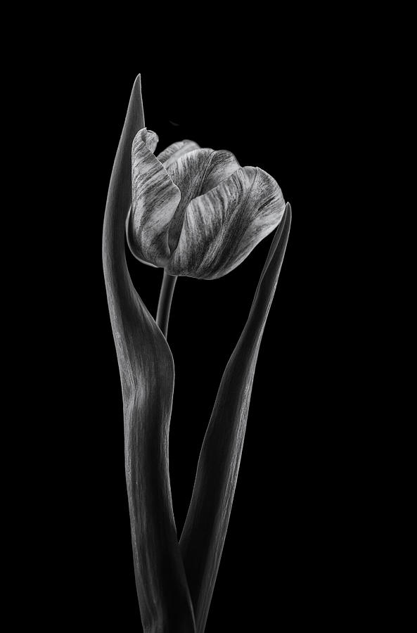 Rembrandt Tulip Photograph by Lotte Grønkjær - Fine Art America