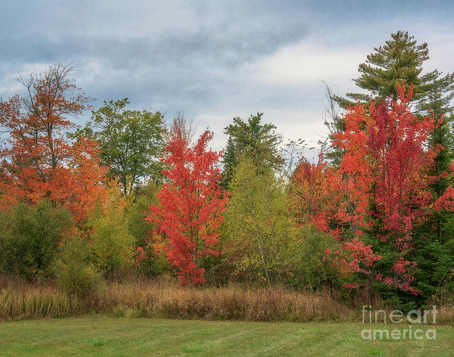 Remembering fall colors Photograph by Izet Kapetanovic