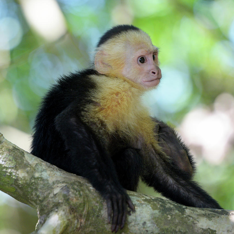 Remembering Manuel Antonio Photograph by Michael Scott - Fine Art America