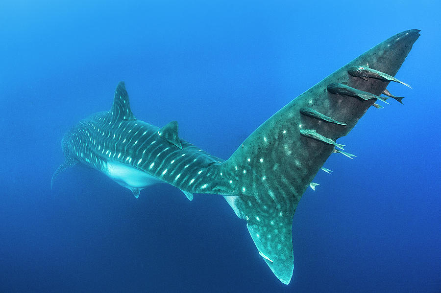 whale shark tail top view