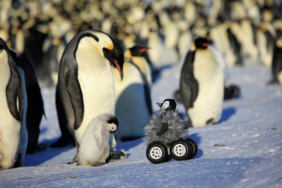 Remote Controlled Camera Disguised As Penguin Chick Photograph by Frederique Olivier / Naturepl.com Remote Controlled Camera Disguised As Penguin Chick Photograph by Frederique Olivier / Naturepl.com