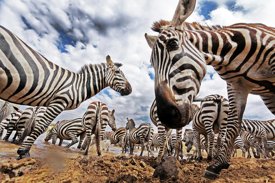 Remoter Camera On A Zebra Herd Photograph by Manoj Shah