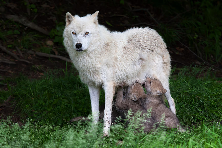 Remus And Romulus - Arctic Wolf Photograph by Jim Cumming