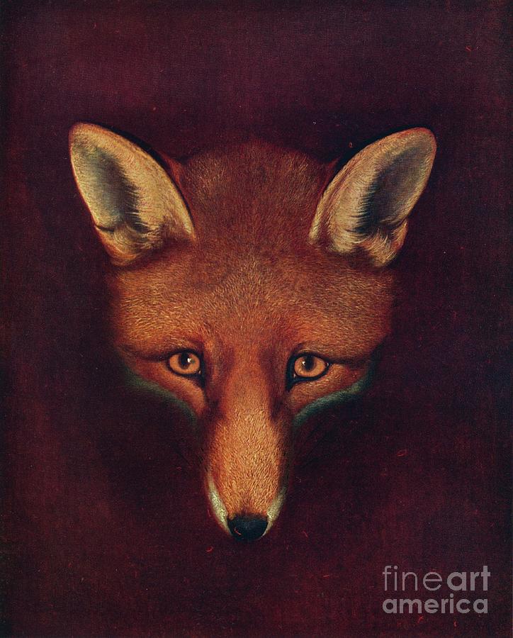 Renard The Fox Drawing by Print Collector