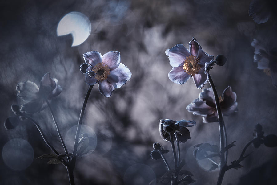 Flower Photograph - Rencontre Au Clair De Lune by Fabien Bravin