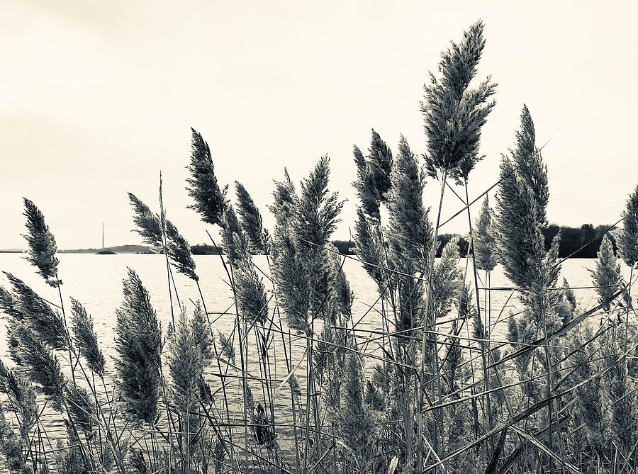 Rend Reeds Photograph by Maxwell Krem