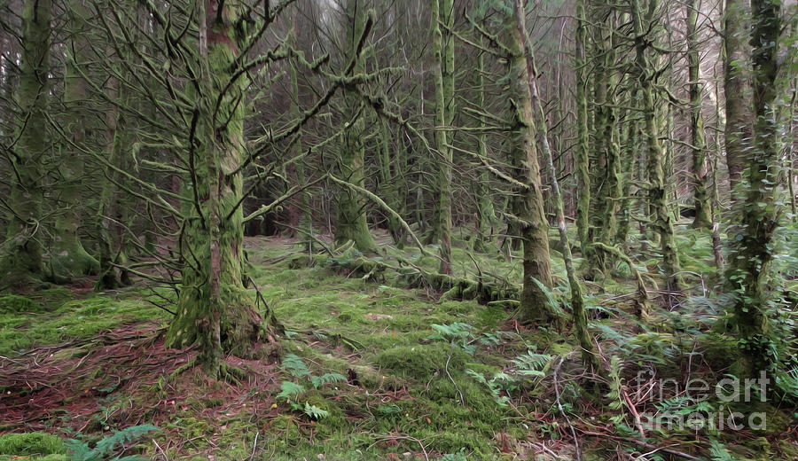 Rendlesham Forest UFO Trail Digital Art by Christopher OShea - Fine Art ...