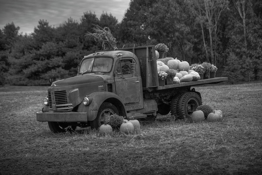Reo on the Pumpkin farm Photograph by Steve Gravano