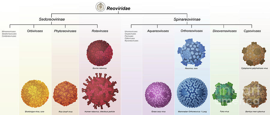 Reoviridae Viruses by Science Photo Library