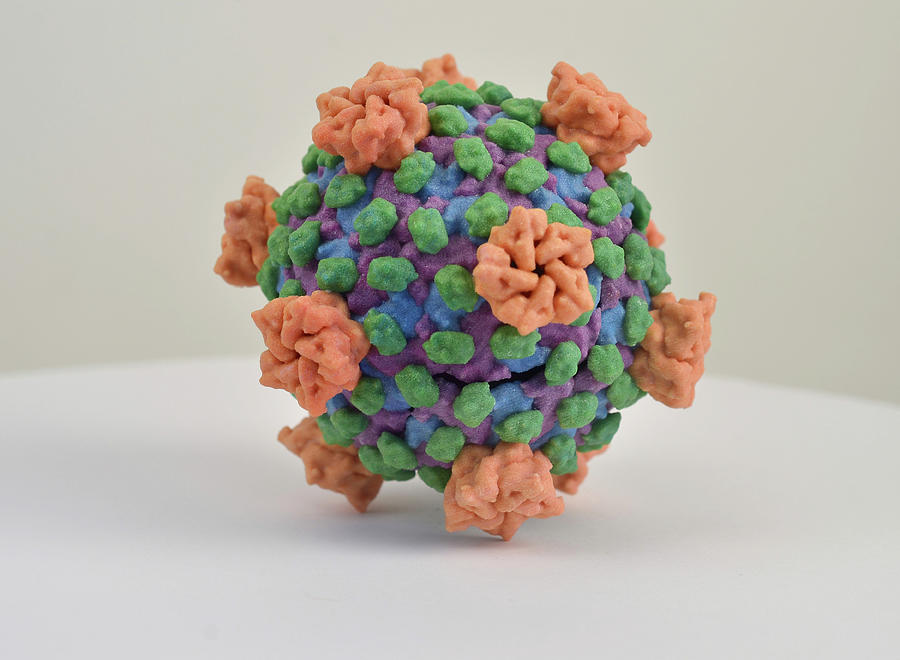 Reovirus, 3d Model Photograph by Science Source - Fine Art America