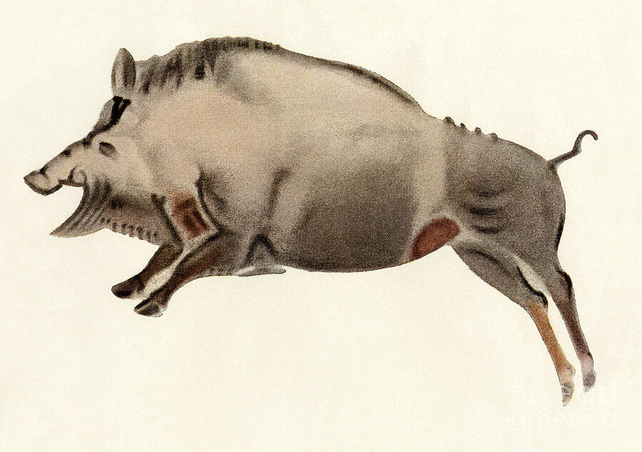 Reproduction Of A Prehistoric Painting Found In The Spanish Cave Of Altamira Depicting A Boar Drawing by American School