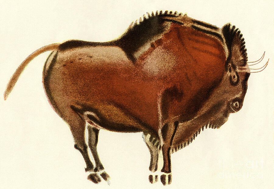 Prehistoric Drawing - Reproduction Of A Prehistoric Painting Found In The Spanish Cave Of Altamira Depicting A Bull by American School