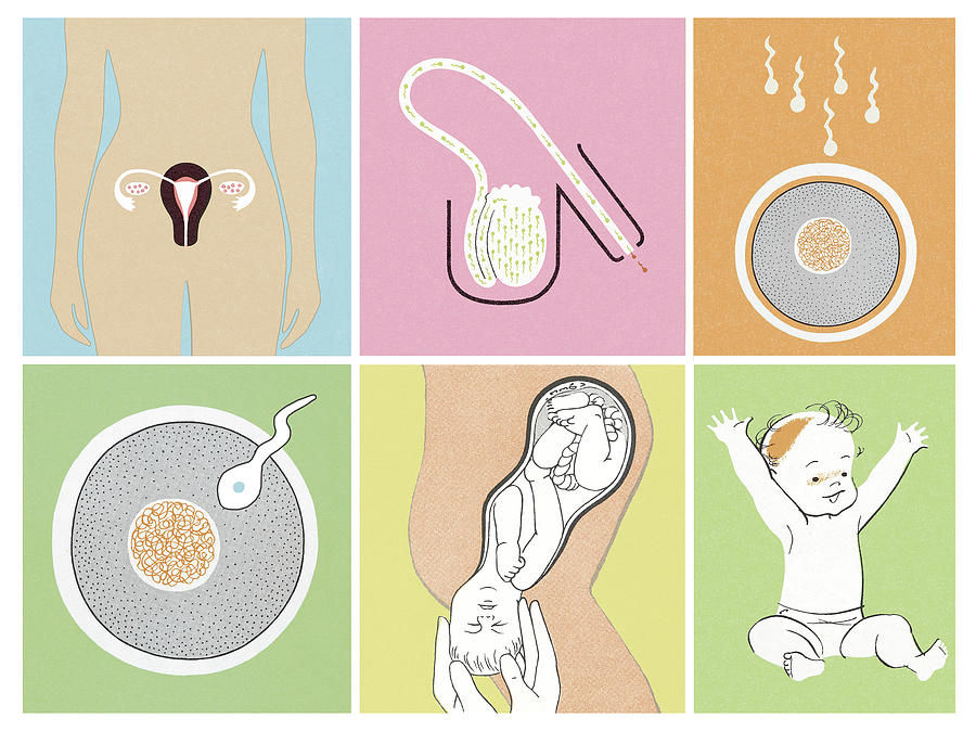 Vintage Drawing - Reproductive Collage by CSA Images