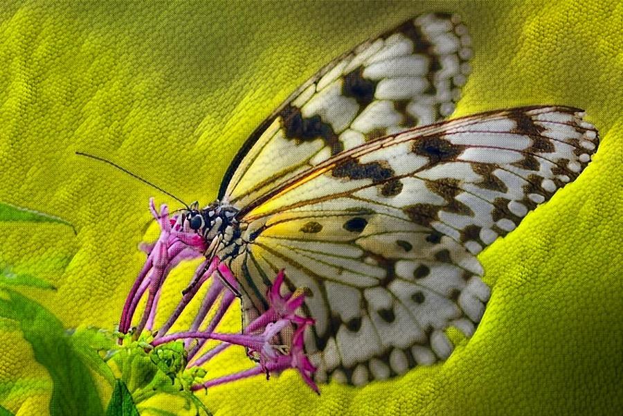 Reptile Butterfly Digital Art by Teresa Trotter
