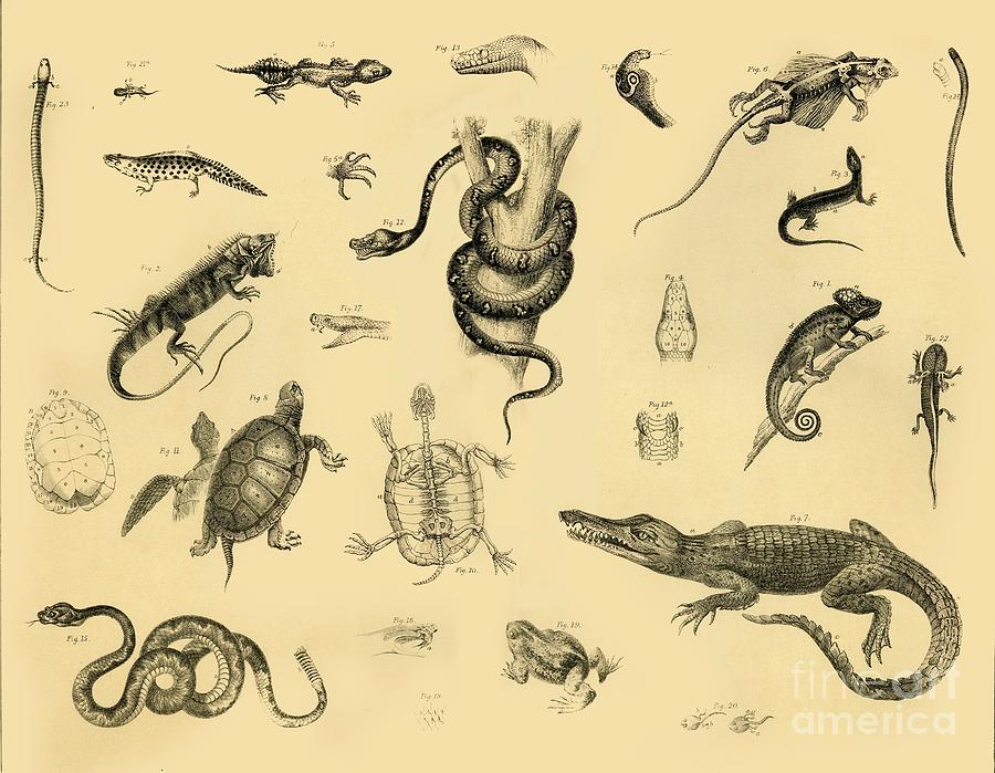 Reptiles Drawing by Print Collector