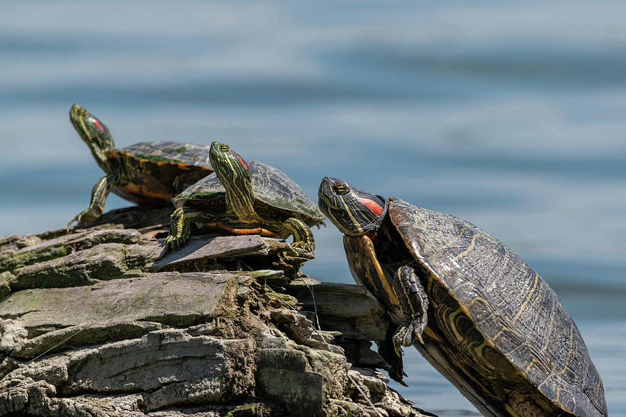 Red-eared Slider sun bath Photograph by Danielle Christine White | Pixels