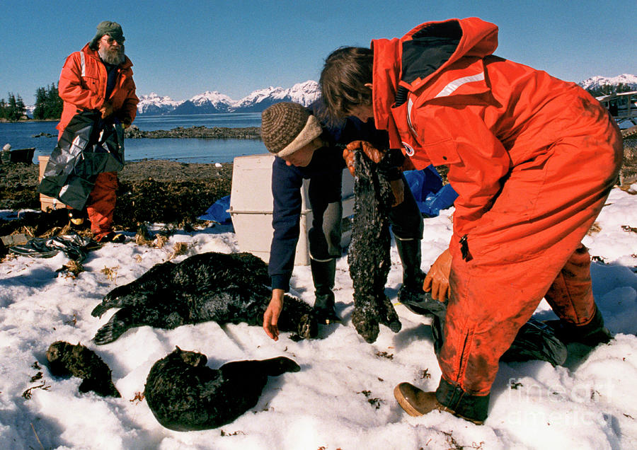 Rescue Crews Recovering Dead Sea Otters Photograph by Bettmann
